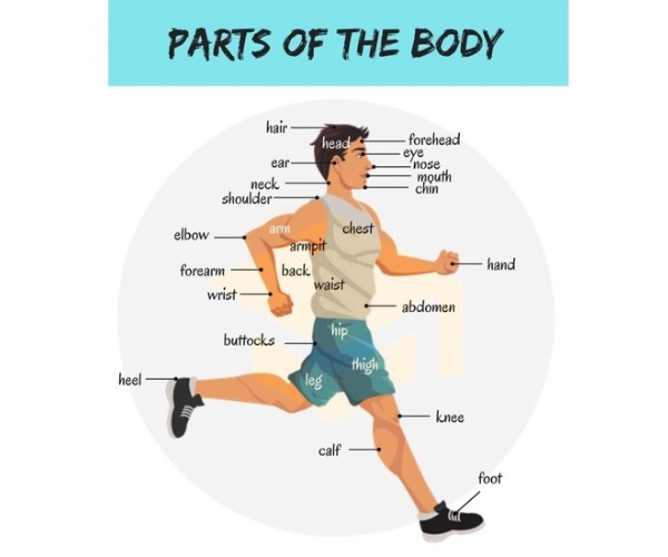 اسماء اعضاء الجسم بالانجليزية